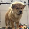 Blue fawn male Chow Chow 8 mo