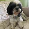 Shih Tzu- ORI