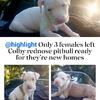 Only 3 females left 6 weeks old readt to be rehomed