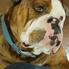 OLDEE English bulldogge 