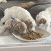 Mini golden doodles