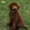 Proven Red Irish Doodle Stud