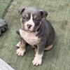 AMERICA BULLY PUPPIES READY TO GO !!!!