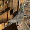 German Beauty Homer pigeon