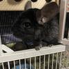 1 year old all black female chinchilla