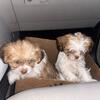 2 Shorkie puppies 