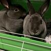 Mini Rex Female Rabbits