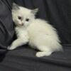 Ragdoll kittens 