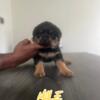German Rottweiler puppies available!!