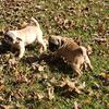 Fawn Pug Puppies, Full Blood (Blockhead) $500