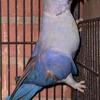 Violet ringneck
