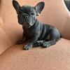 AKC Registered French Bulldog Puppies !