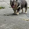 English Bulldog Stud