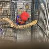 Bonded pair Eclectus 