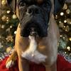 Litter Announcement Beautiful Purebred Boxer Puppies