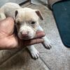 American bully puppies for the low 