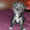 Male shorkie 5 months old