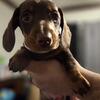 Chocolate 🍫 Female doxie