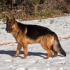 German Shepherd dog 