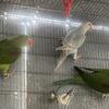 Alexandrine parakeet 2025 pair