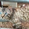 Snow Bengal 