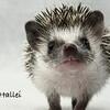 Hedgehog Meet and Greet and Adopt - Kalamazoo MI