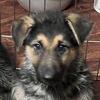 German Shepard puppies (Got DNA of parents)