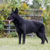 Czech-imported Black German Shepherd Puppies