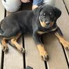Rottweiler Puppies