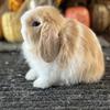 Holland lop baby bunnies 