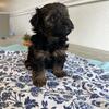TINY Yorkie - Poo Puppies! Ready for new homes NOW