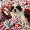 Shihtzu 