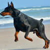 Red and Black/Tan European Doberman Puppies for Sale in USA