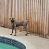 Weimaraner