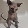 3 months old female tortoiseshell sphynx kitten