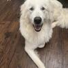 Molly Great Pyrenees 