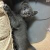 Hypoallergenic Russian Blue Kittens 