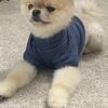 Teddy bear face Pomeranian 