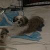 AKC Shih Tzus for sale