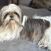 shih tzu female 