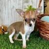 Cute Chihuahua Pups $250