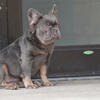 FLUFFY AND STANDARD FRENCH BULLDOG PUPPIES AVAILABLE