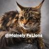 Special Needs 2 year old TICA Maine Coon
