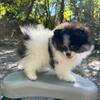 ✨ AKC Registered Pomeranian Puppy With One Year of free grooming ✨