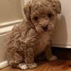 Apricot male maltipoo
