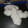 Akc Maltese puppies