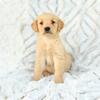 AKC Golden Retrievers M&F