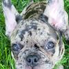 Female french bulldog 
