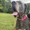 AKC Registered Great Danes - Breeding Pair CHEAP