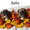 7 FRENCH BULLDOGS PUPPIES